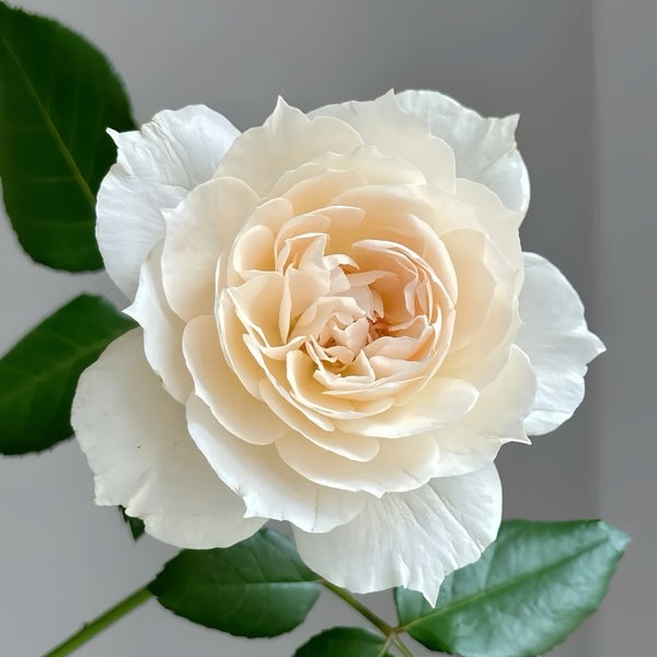 Opera Queen/Opera Queen Rose Plant|歌剧皇后 – Rose_Explosion