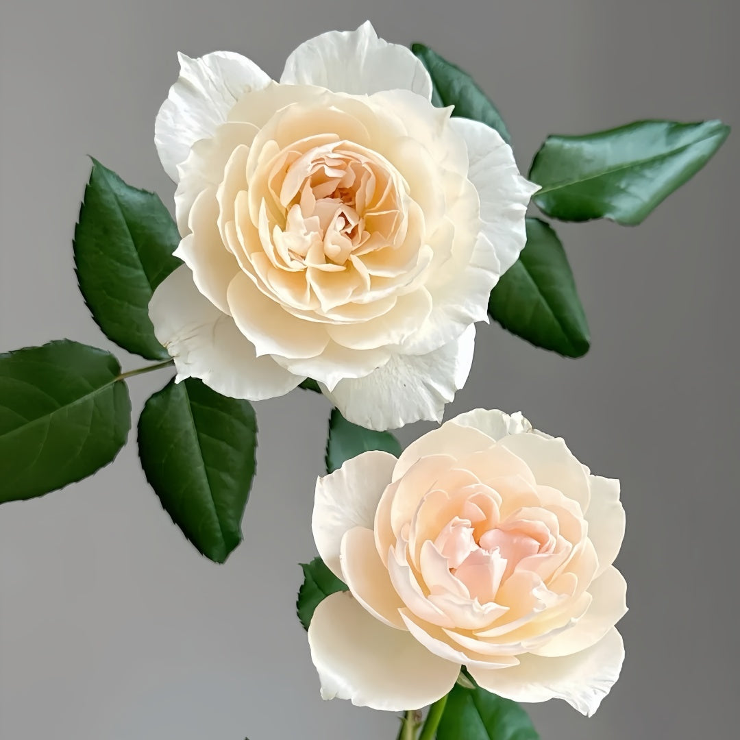 Oper Encore Roses Opera Queen/Opera Queen Rose Plant|歌剧皇后 – Rose_Explosion
