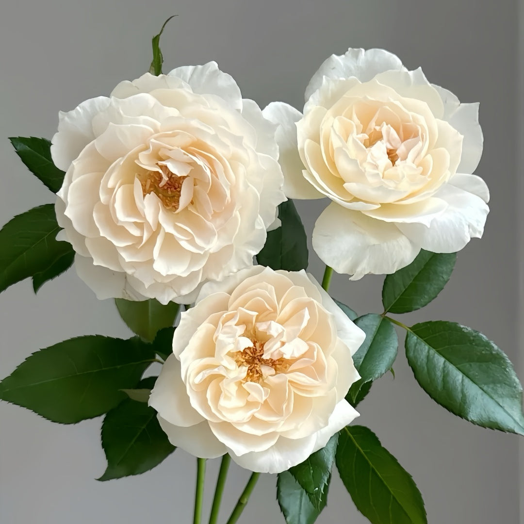 Opera Throwing Roses Opera Queen/Opera Queen Rose Plant|歌剧皇后 – Rose_Explosion