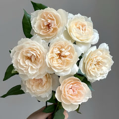 Opera Queen/Opera Queen Rose Plant|歌剧皇后