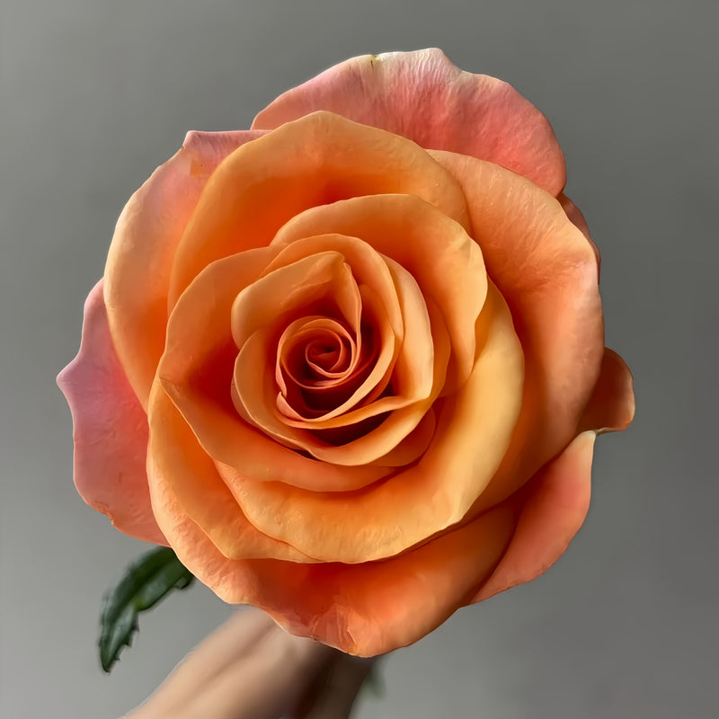 OrangeCatRosePlant
