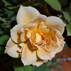 OrangeCatRosePlant
