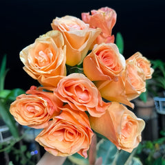 OrangeCatRosePlant