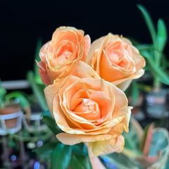 OrangeCatRosePlant