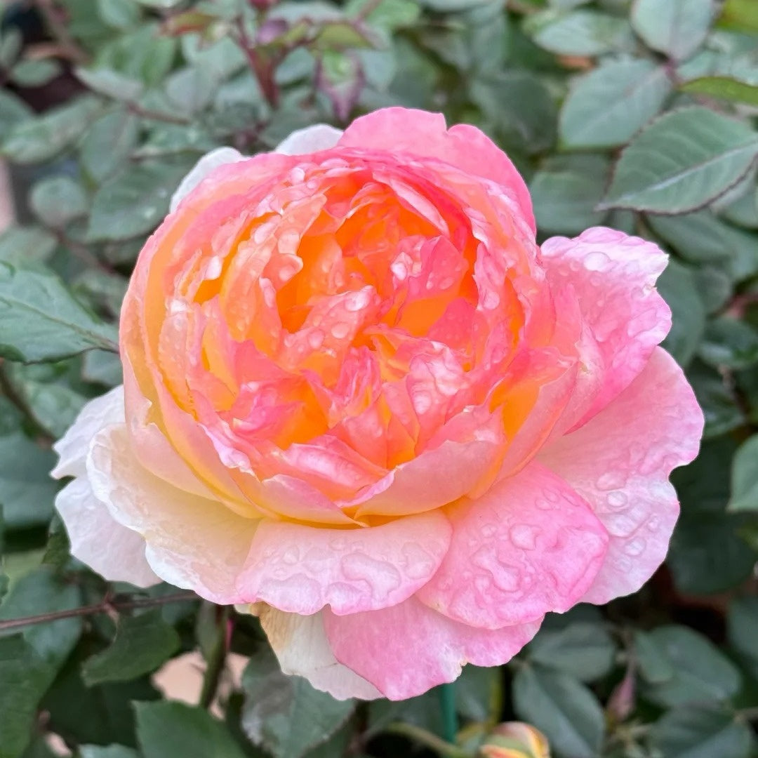 Open Faced Roses Orange Face Rose Plant | 橙面鹦鹉 – Rose_Explosion