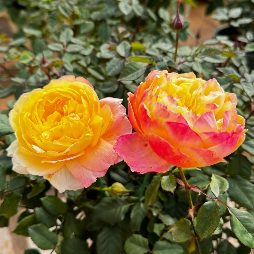 Open Faced Roses Orange Face Rose Plant | 橙面鹦鹉 – Rose_Explosion