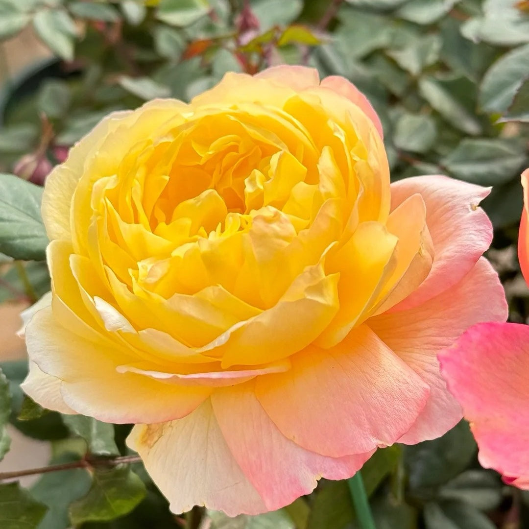 Open Faced Roses Orange Face Rose Plant | 橙面鹦鹉 – Rose_Explosion