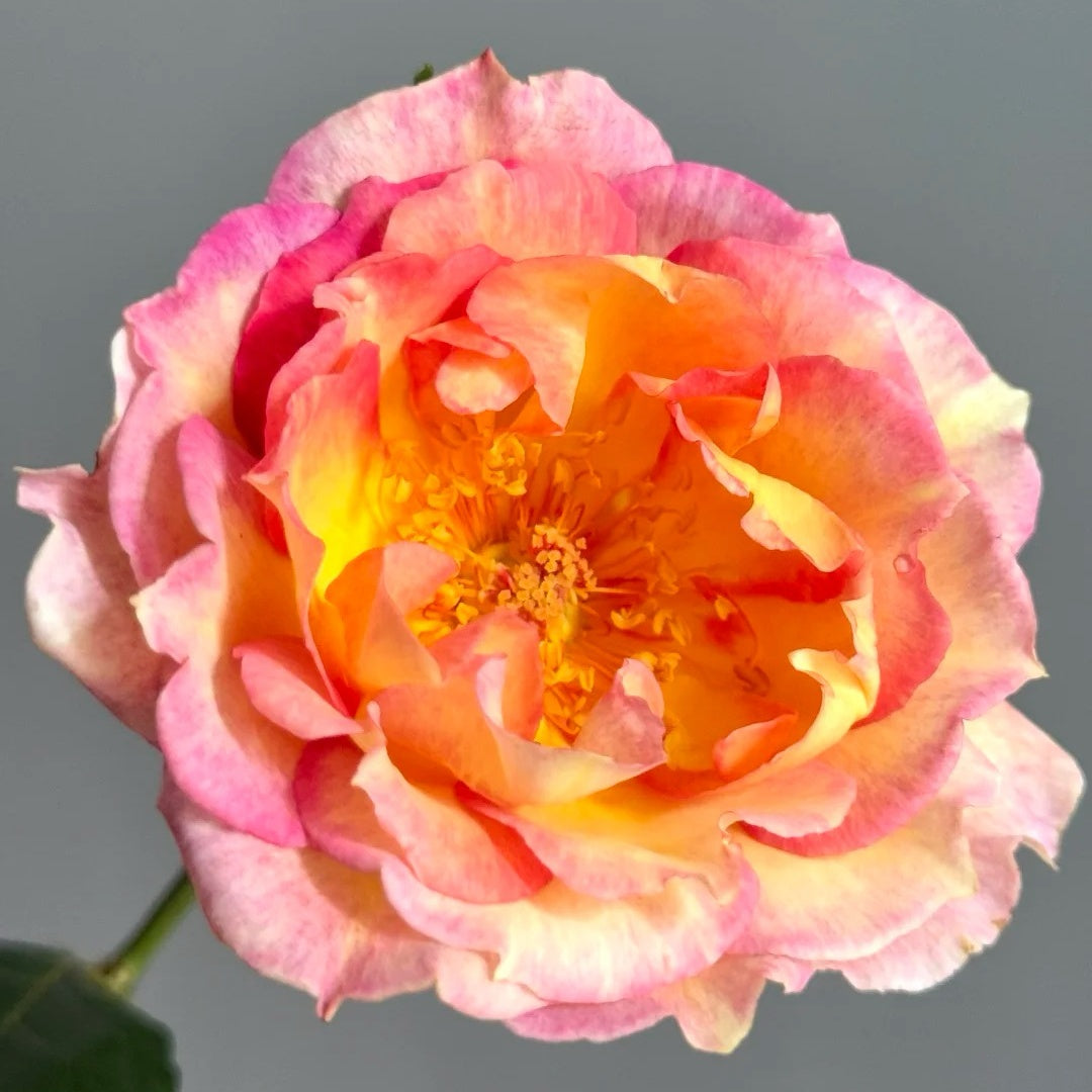 Open Faced Roses Orange Face Rose Plant | 橙面鹦鹉 – Rose_Explosion