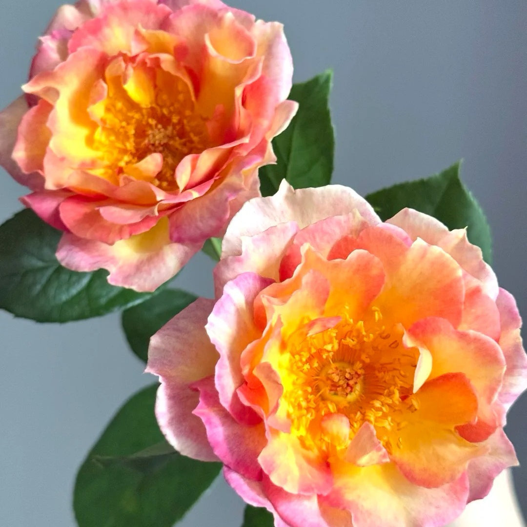 Open Faced Roses Orange Face Rose Plant | 橙面鹦鹉 – Rose_Explosion