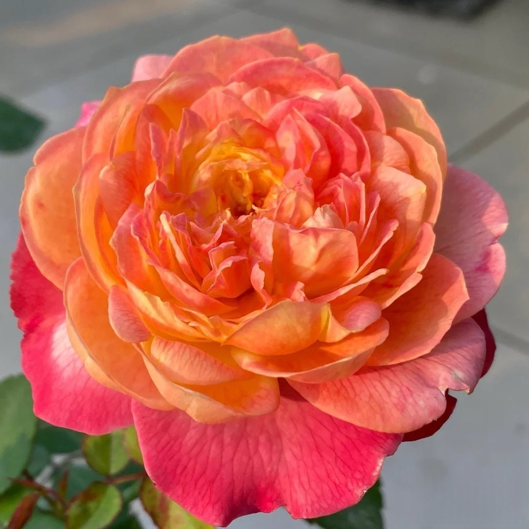 Open Faced Roses Orange Face Rose Plant | 橙面鹦鹉 – Rose_Explosion