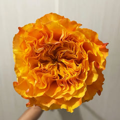 Orange Reeva Rose Plant