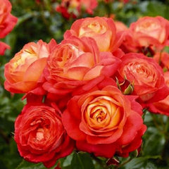 Orange Romantica Rose – Elegant French Floribunda Gift