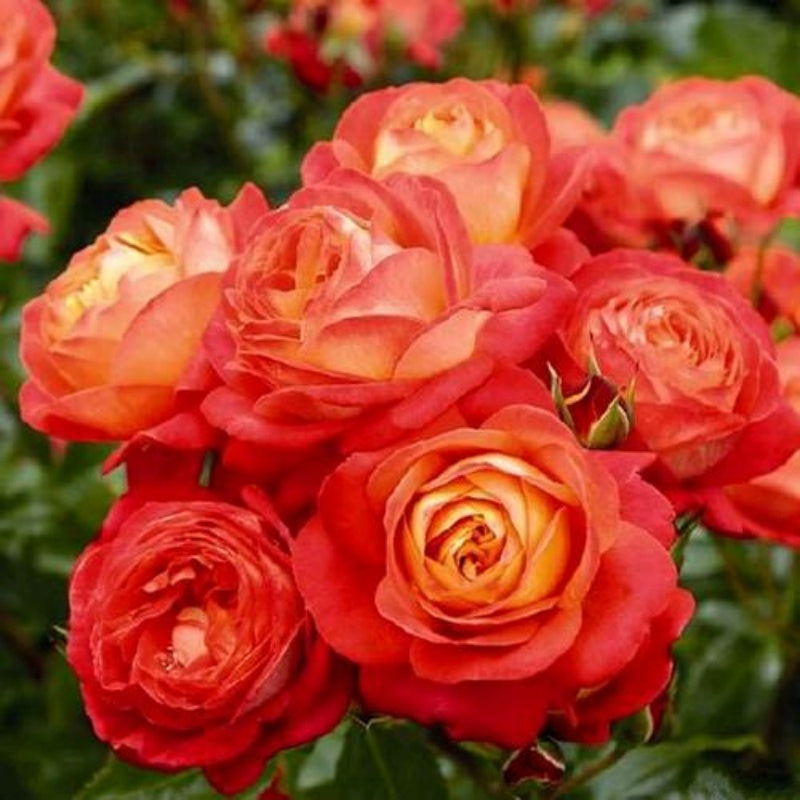 Orange Romantica Rose – Elegant French Floribunda Gift