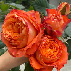 Orange Romantica Rose – Elegant French Floribunda Gift