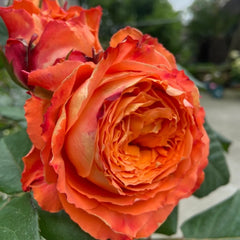 Orange Romantica Rose – Elegant French Floribunda Gift