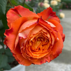 Orange Romantica Rose – Elegant French Floribunda Gift