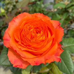 Orange Romantica Rose – Elegant French Floribunda Gift