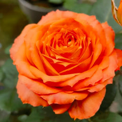 Orange Romantica Rose – Elegant French Floribunda Gift