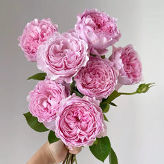 Organtino Rose