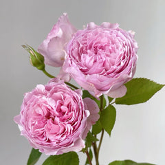 Organtino Rose