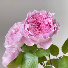 Organtino Rose