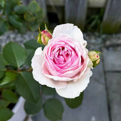 Organtino Rose