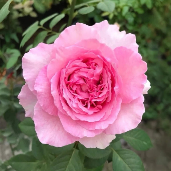 Organtino Rose
