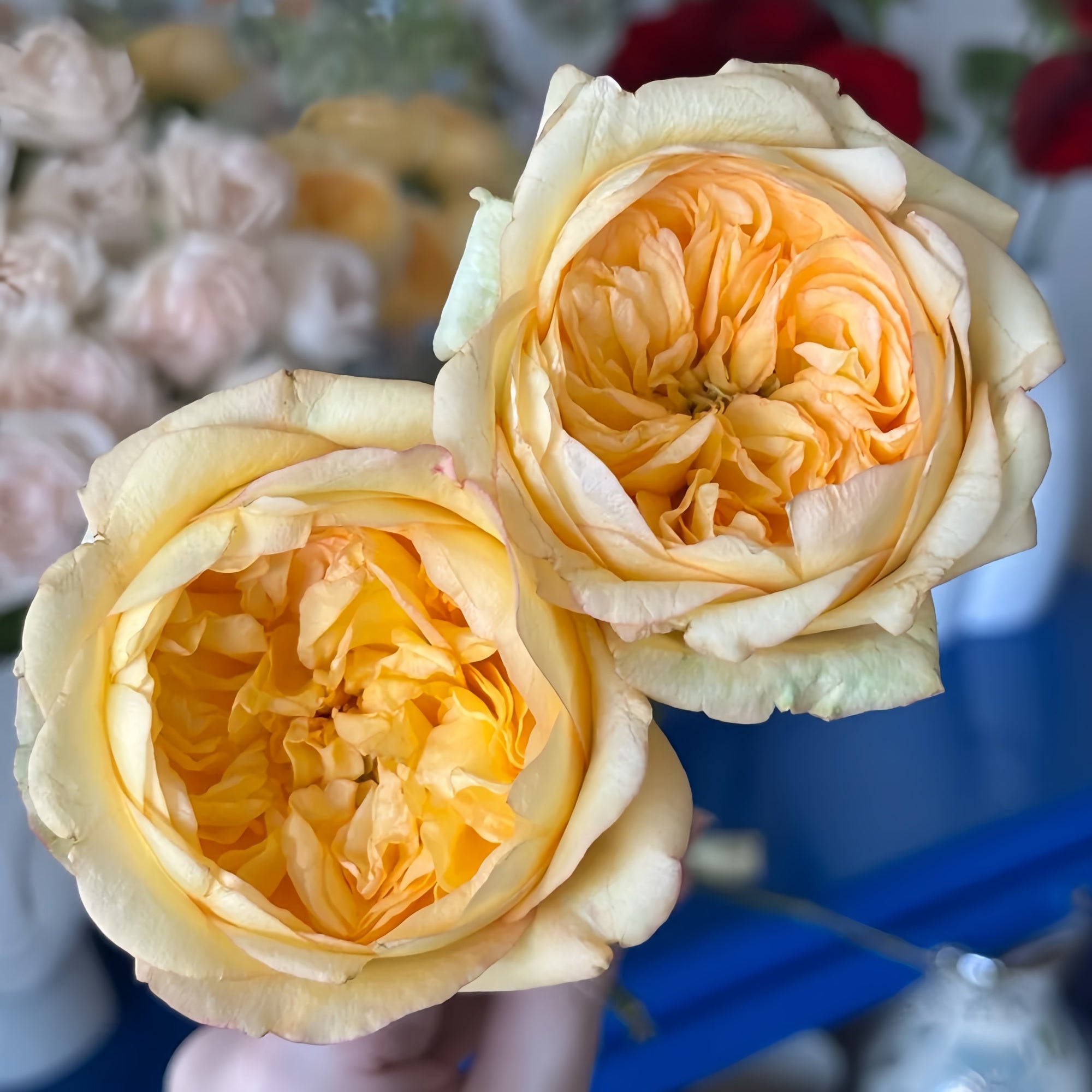 Red Scripsy Roses Osmanthus Chestnut Crispy Rose Plant|桂花栗子酥 – Rose_Explosion