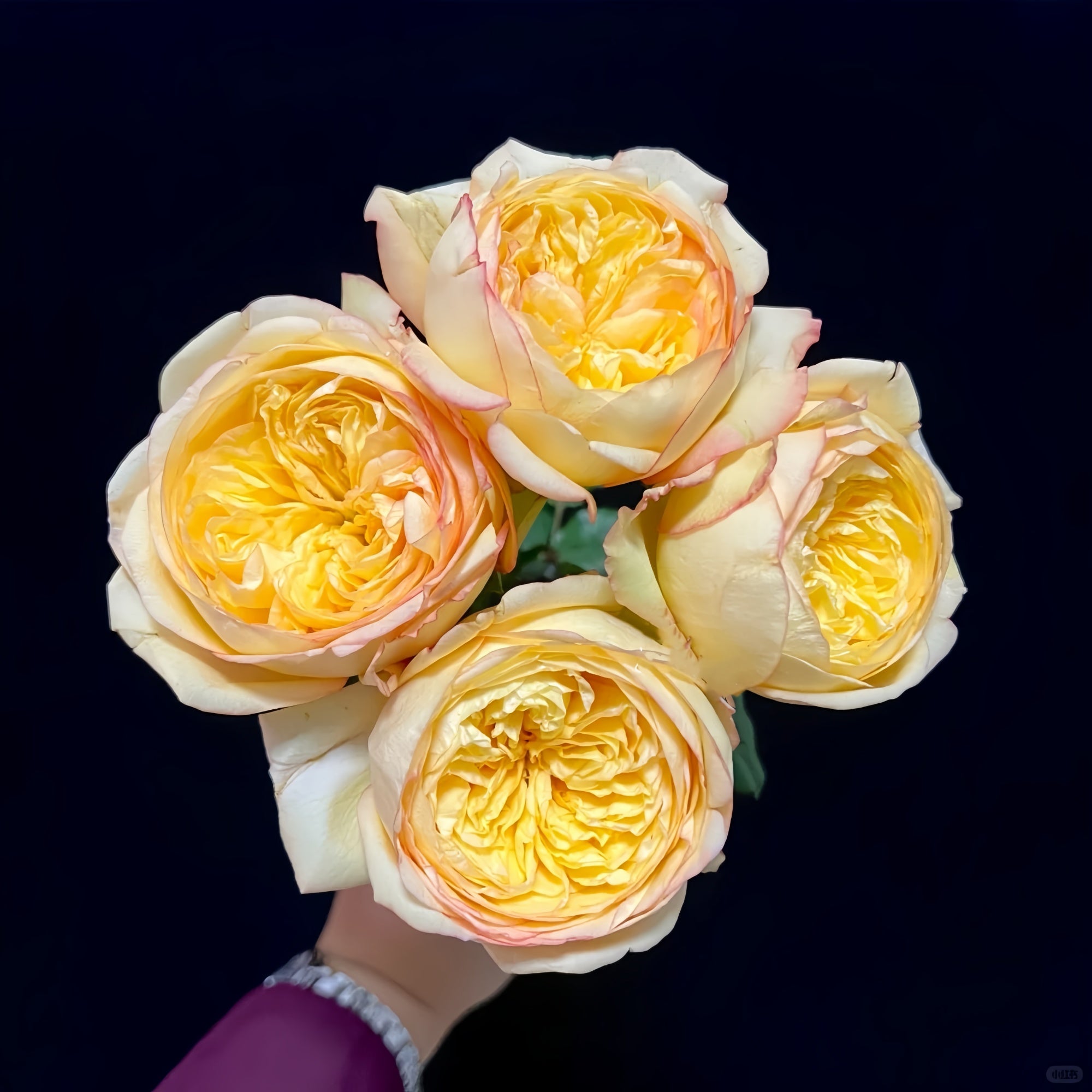 Red Scripsy Roses Osmanthus Chestnut Crispy Rose Plant|桂花栗子酥 – Rose_Explosion