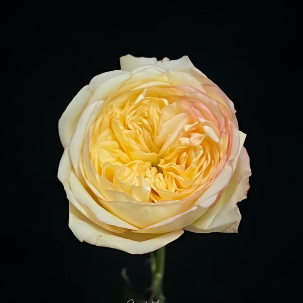 Osmanthus Chestnut Crispy Rose Plant|桂花栗子酥