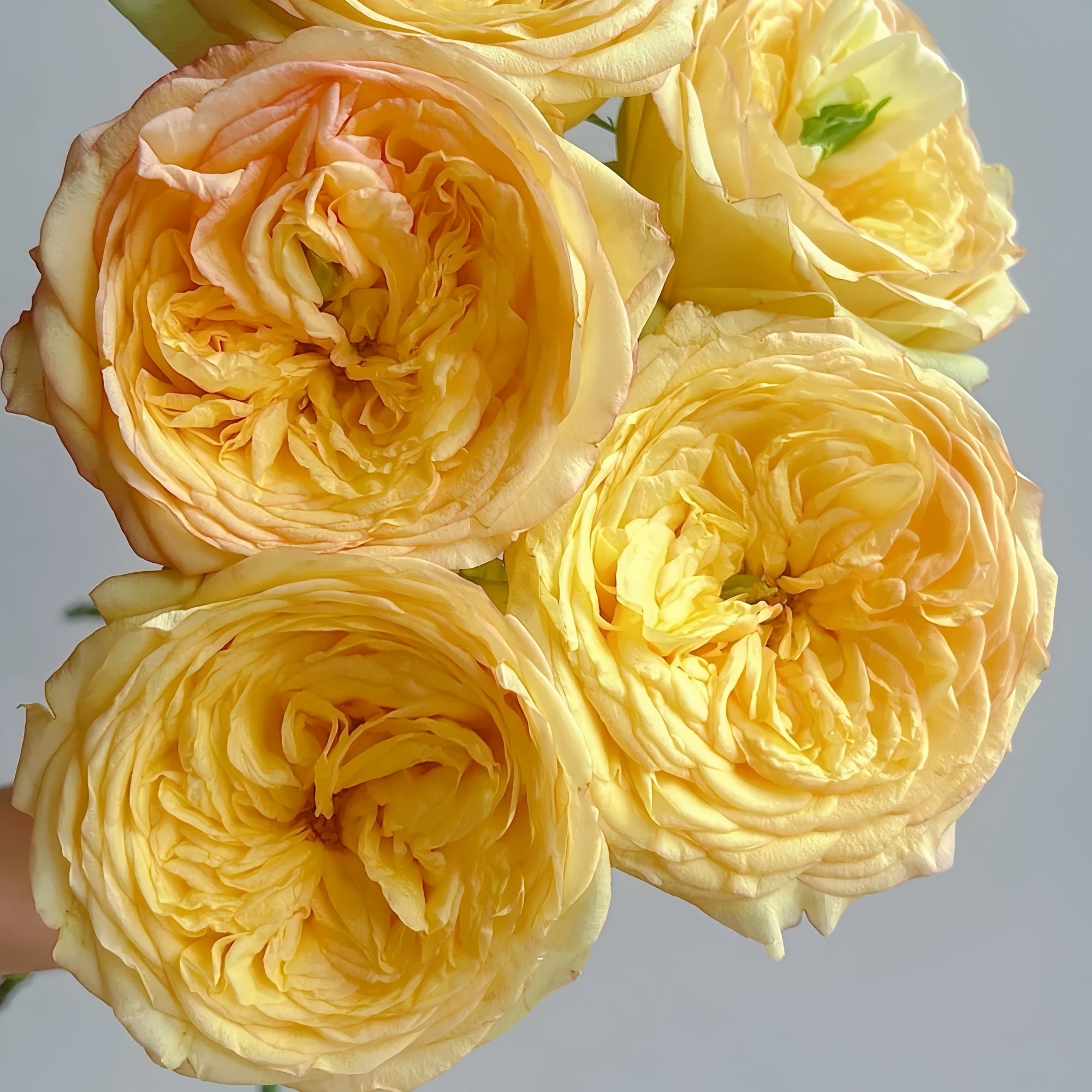Red Scripsy Roses Osmanthus Chestnut Crispy Rose Plant|桂花栗子酥 – Rose_Explosion