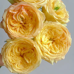 Osmanthus Chestnut Crispy Rose Plant|桂花栗子酥