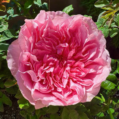 Ottilie Rose Plant|奥蒂莉