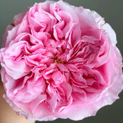 Ottilie Rose Plant|奥蒂莉
