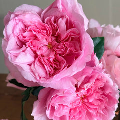 Ottilie Rose Plant|奥蒂莉