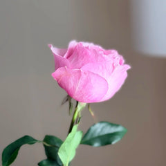 Ottilie Rose Plant|奥蒂莉