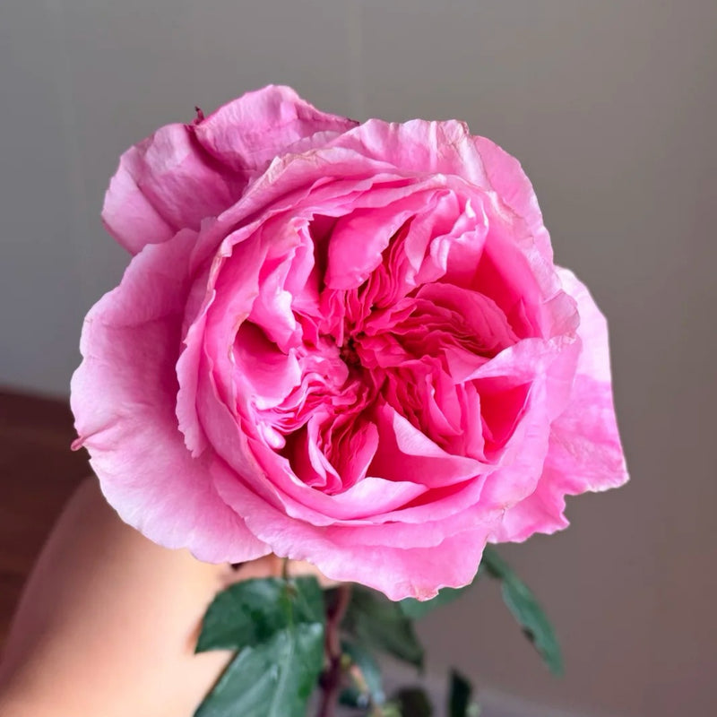 Ottilie Rose Plant|奥蒂莉