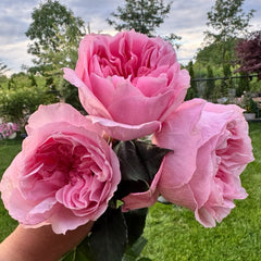 Ottilie Rose Plant|奥蒂莉