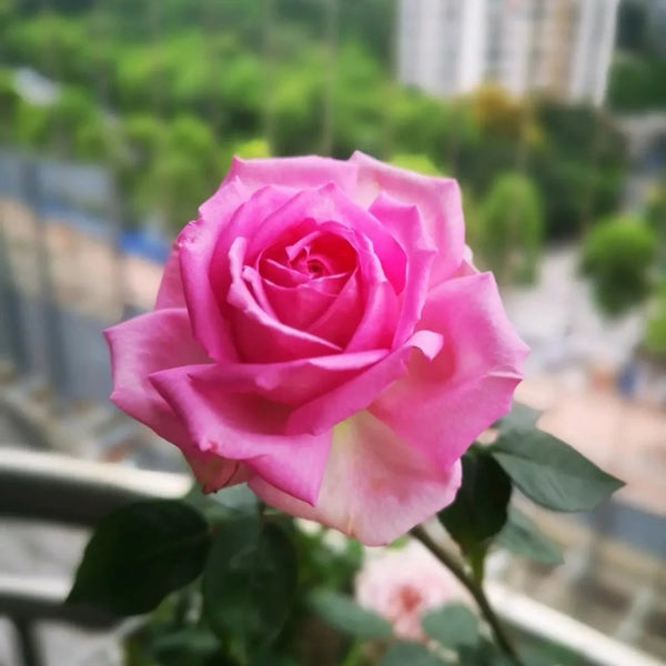 Moab Rose: Desert-Inspired Brown-Cream Rose | Rosaprima® – Rose_Explosion