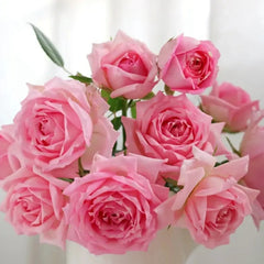 Overnight Scentsation Rose