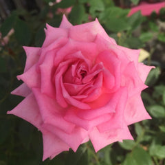 Overnight Scentsation Rose