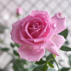 Overnight Scentsation Rose