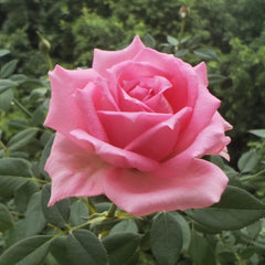 Overnight Scentsation Rose