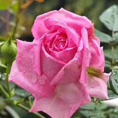 Overnight Scentsation Rose