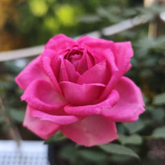 Overnight Scentsation Rose
