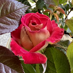 PYR Rose Plant|木村火焰