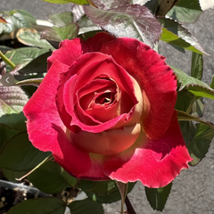 PYR Rose Plant|木村火焰
