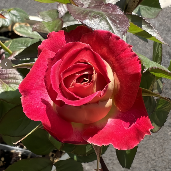 PYR Rose Plant|木村火焰