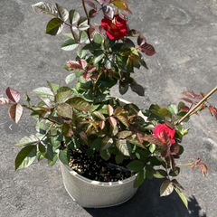 PYR Rose Plant|木村火焰
