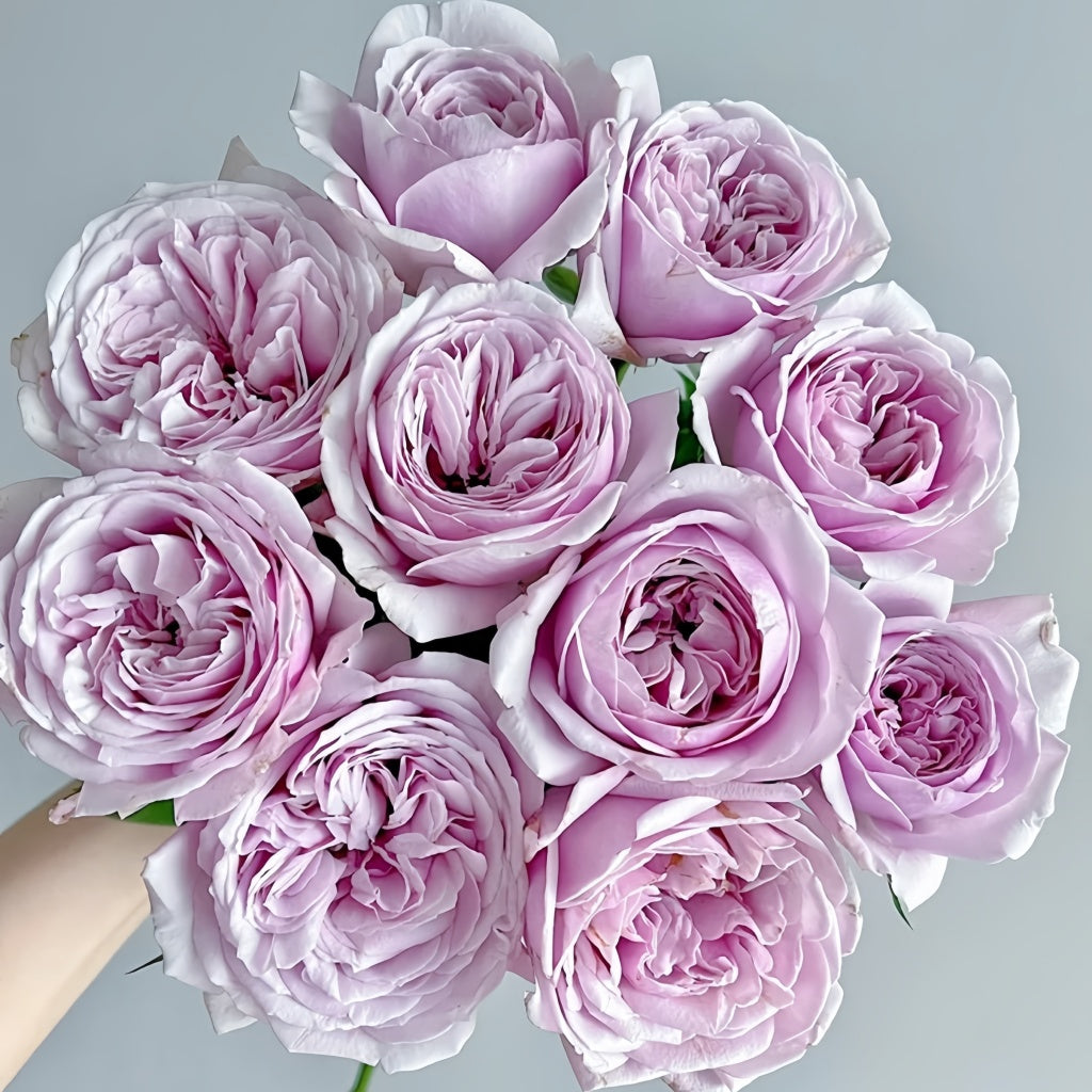 Pacific Blue Rose Plant|太平洋之蓝 – Rose_Explosion